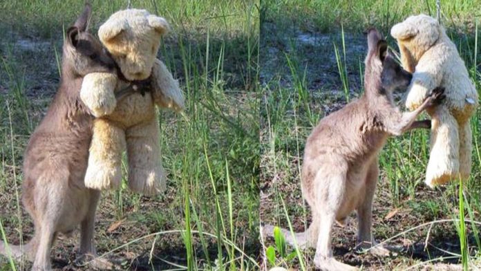 VIRAL: Perdió a su madre y encontró consuelo en un oso de peluche