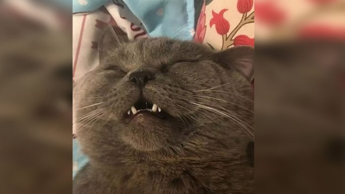 Gato se aparea con 5 gatas y termina con terapia intravenosa