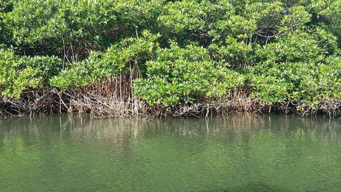 Importancia de los manglares como reservorio de carbono azul