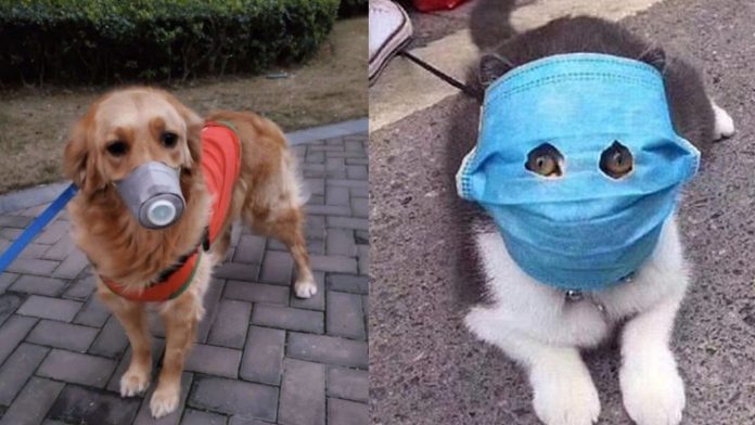 Con mascarilla y botas viven perros en China por coronavirus