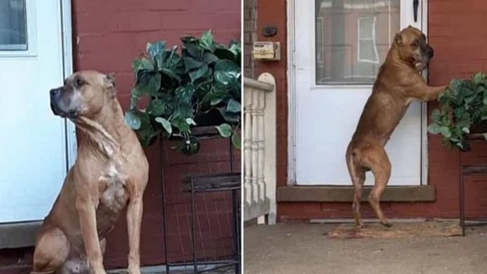 Se mudan de casa y abandonan a su perro; los esperó 20 días en la puerta