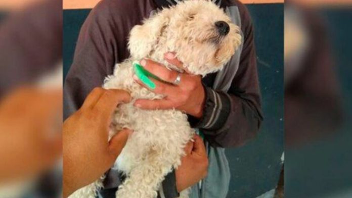 Joven roba un perro para regalárselo a su novia por San Valentín; fue detenido