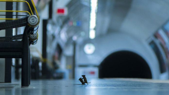 Esta es la Mejor Fotografía de Vida Salvaje del año: dos ratones peleando por comida