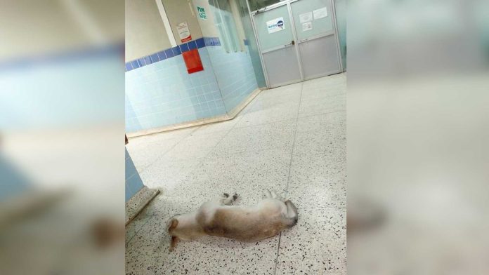 Viral: Perrito espera a su dueño en hospital sin saber que murió hace un mes