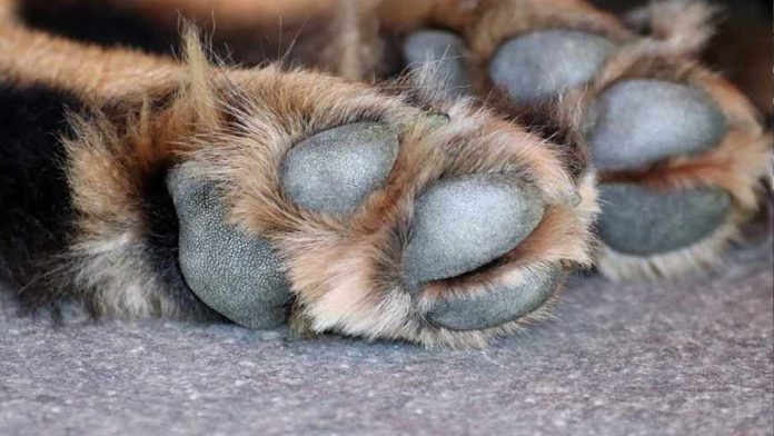 México: Perrita se come a sus cachorros por no tener alimento; arrestan a su dueña