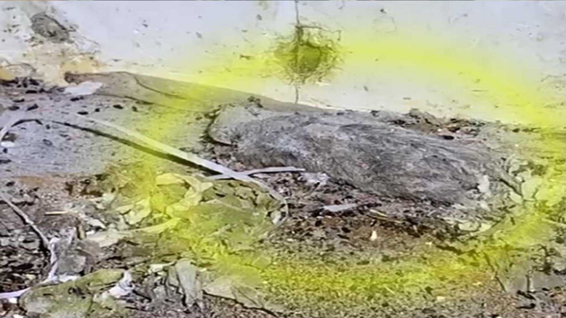 Video: Hallan ratas muertas, cucarachas y heces en restaurante de comida china Video: Hallan ratas muertas, cucarachas y heces en restaurante de comida china