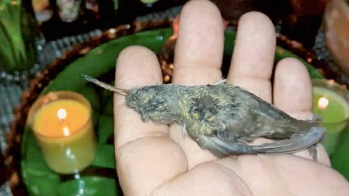 “Amarres” están terminando con los colibríes en México