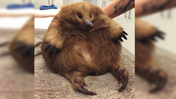 Equidna fue atropellada; se salva gracias a su obesidad
