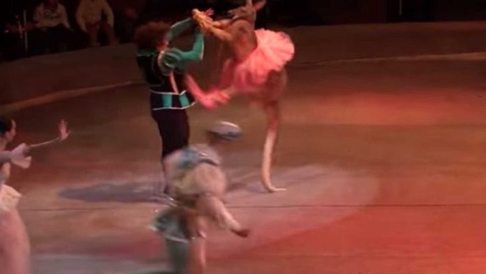 Video: Captan maltrato hacia un cangurito en circo; lo arrastran de la cola