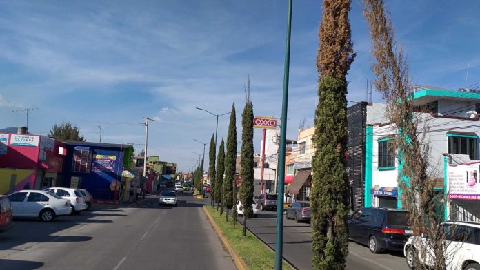 Ciudadanos denuncian descuido de árboles en pabellón de Av. Periodismo