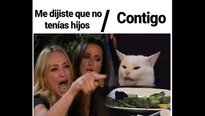 ¡En redes sociales celebran a los felinos con sus mejores memes!: Día Internacional del Gato