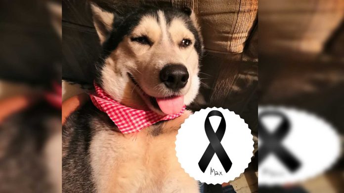 Max, perrito que vendía cupcakes para pagar su quimioterapia, perdió la batalla