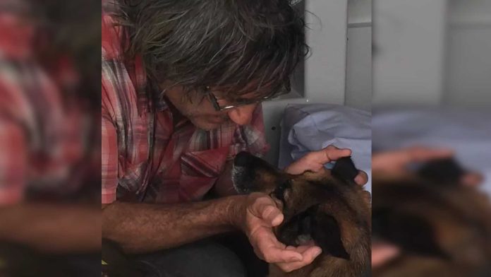 Perrita nadó durante 11 horas para rescatar a su dueño