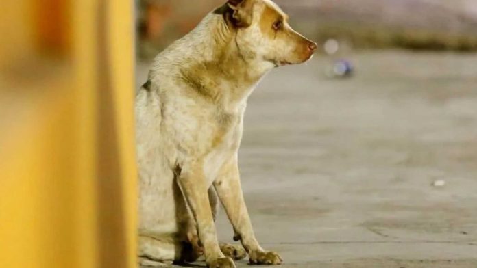 Jacob espera todos los días el regreso de su dueño; murió hace más de un año