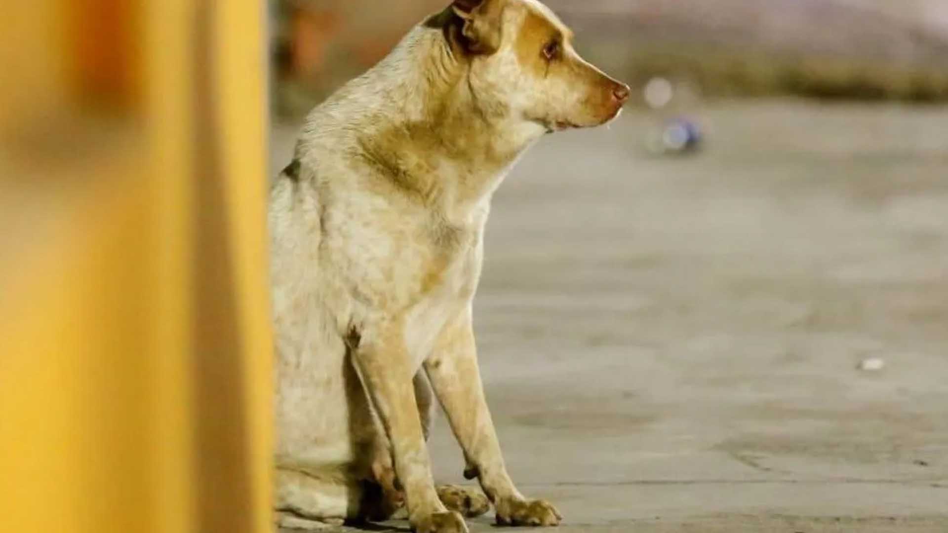 Jacob espera todos los días el regreso de su dueño; murió hace más de un año Jacob espera todos los días el regreso de su dueño; murió hace más de un año