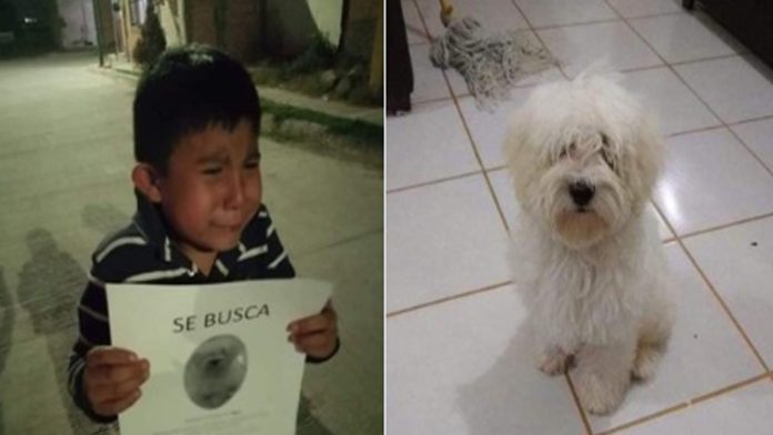 Con lágrimas en los ojos, niño busca a su fiel amigo