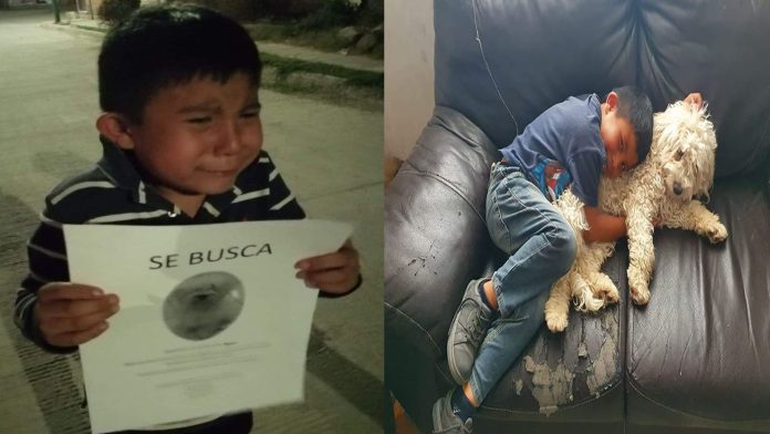 Niño que buscaba a su perrito entre llanto, logra reencontrarse con él