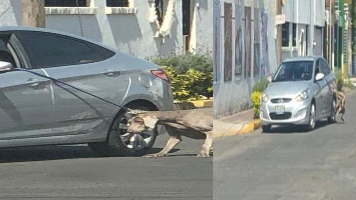 México: Exhiben a hombre que saca a 
