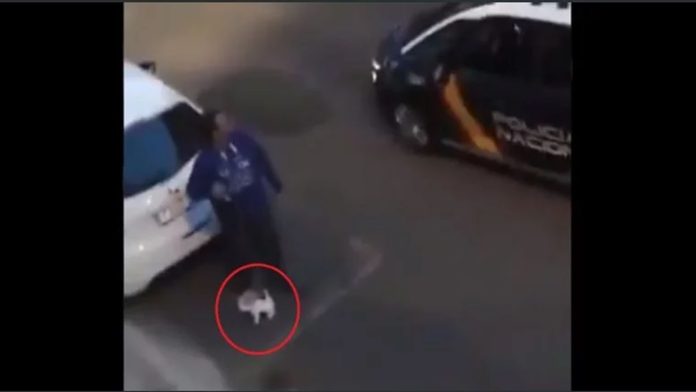 Video: Hombre saca a pasear a su perro de peluche en medio de la cuarentena en España