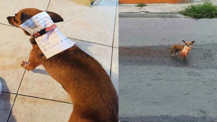 Viral: Para no contagiarse de coronavirus manda a su perrita a la tienda