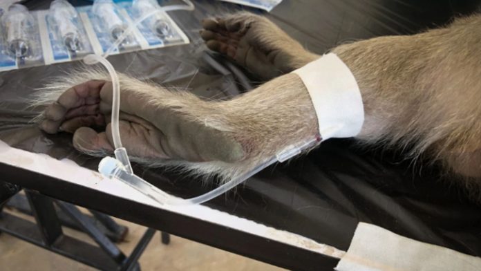 Infectan a monos con coronavirus para encontrar vacuna contra la enfermedad