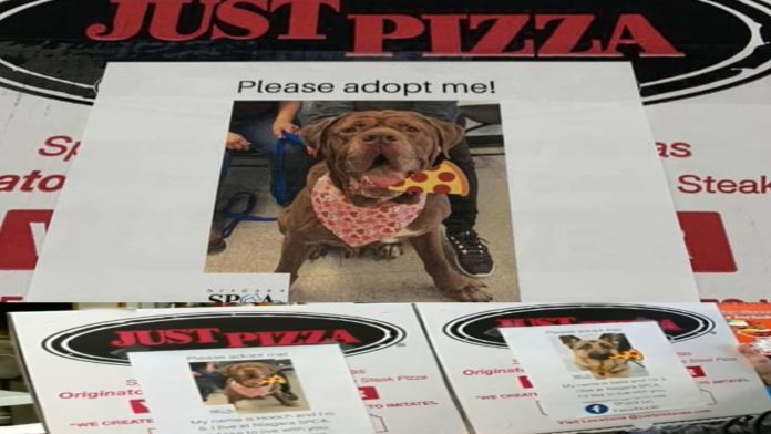 Pizzería pone fotos de perritos en sus cajas para que sean adoptados