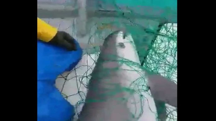 Video: Graban la muerte de una de las últimas vaquitas marinas