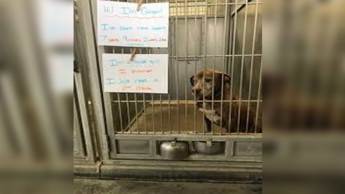 Perrita lleva más de 7 años esperando en un refugio por una segunda oportunidad