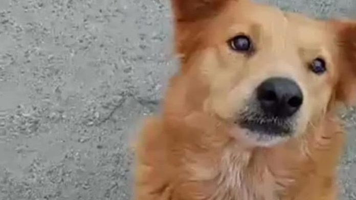 En México: Hombres violan a perrita en un parque