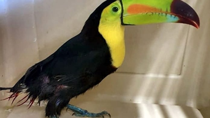 Un Coatí, en Yucatán; una Guacamaya Cola Roja, en Querétaro; un Halcón Cola Roja en el Edomex, y un Tucán en Aguascalientes