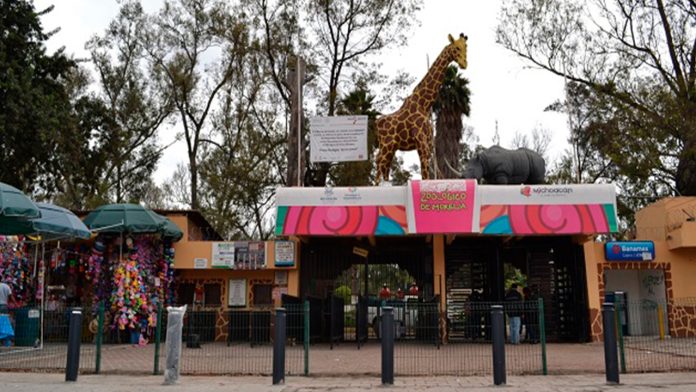 “Se puede dignificar la fachada, pero hay que invertirle a la dignificación de espacios”: Zoológico de Morelia