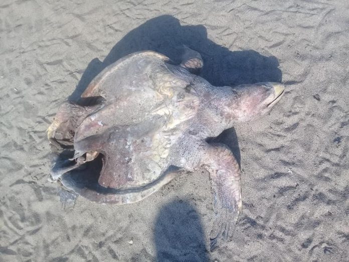 Michoacán: Matan tortugas en peligro de extinción para robarles sus huevos