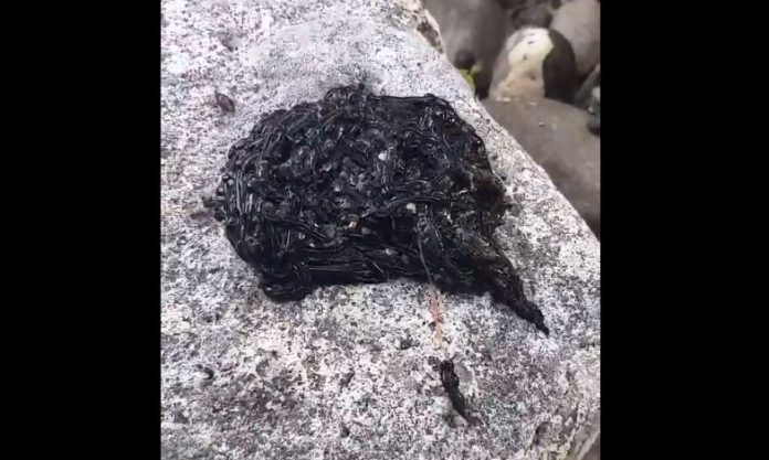 Video: Captan extraña criatura parecida a Venom