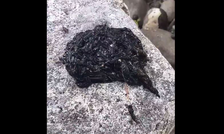 Video: Captan extraña criatura parecida a Venom Video: Captan extraña criatura parecida a Venom