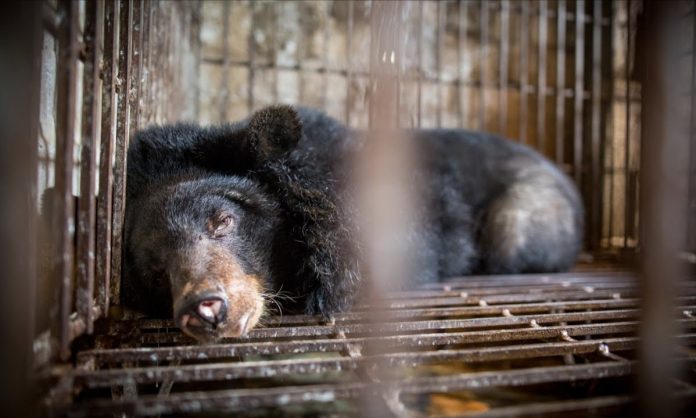 Uso de bilis de oso es aprobado como tratamiento contra coronavirus