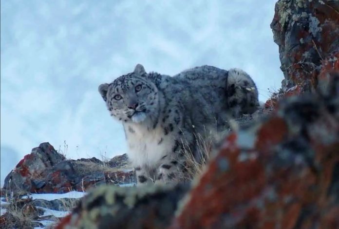 Logran captar leopardo que se creía extinto, ante falta de presencia humana por Covid-19