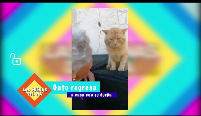 Un gato vuelve a su casa tras años de estar perdido
