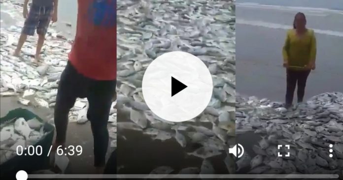 peces en acapulco