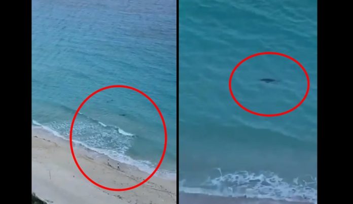 Video: Captan tiburones cerca de la costa; había dos turistas dentro del mar