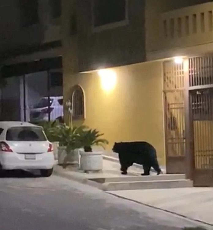 Video:Captan oso negro caminando por calles de Monterrey