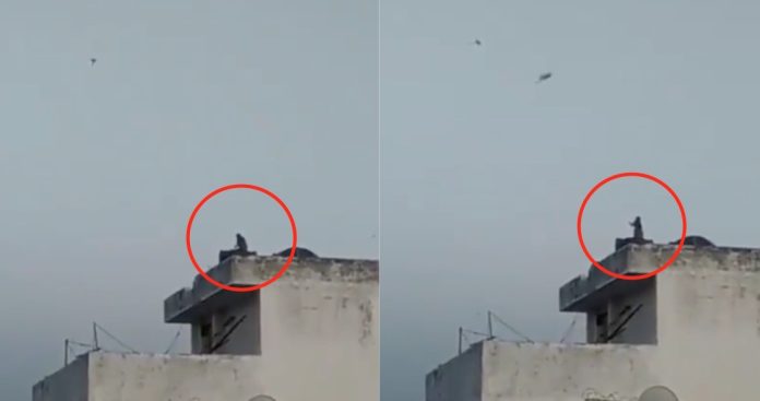 Video: Captan a mono volando un cometa