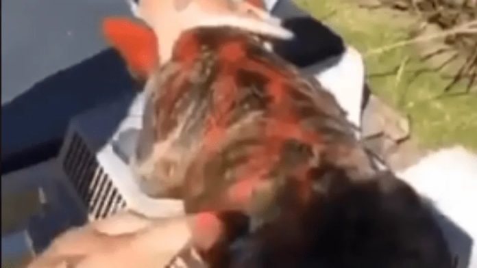 Video: Influencer se graba pintando a su perro durante cuarentena