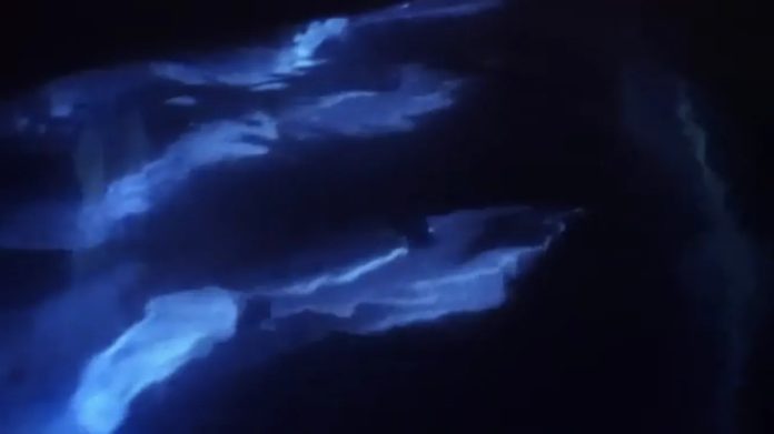 Por cuarentena, logran captar delfines 