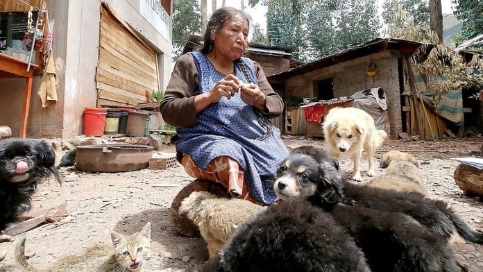 Toda su vida rescató animales de la calle y ahora no tiene qué comer; entre lágrimas pide ayuda