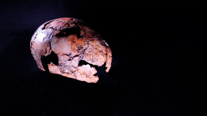 Fósil de cráneo revela que Homo erectus es 200 mil años más antiguo de lo que se creía