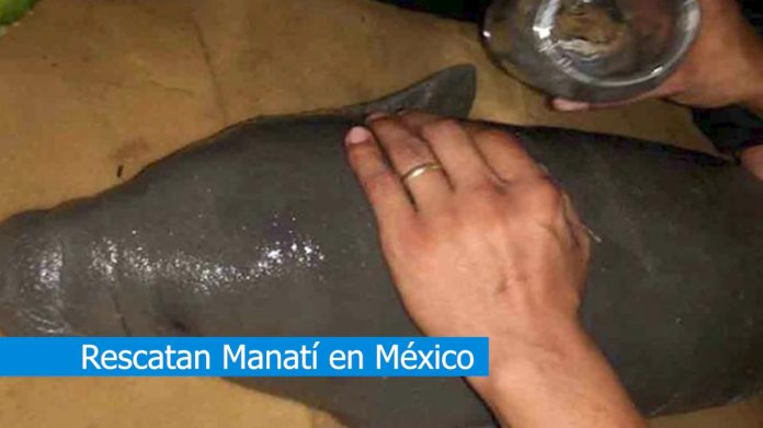 Rescatan manatí