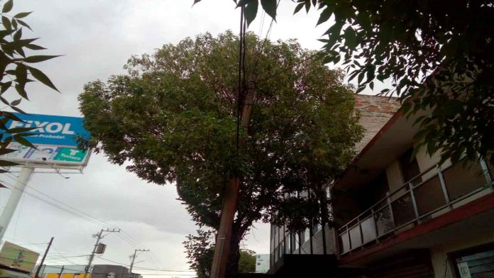 Vecinos de la Chapultepec Sur solicitan apoyo para podar unos árboles.
