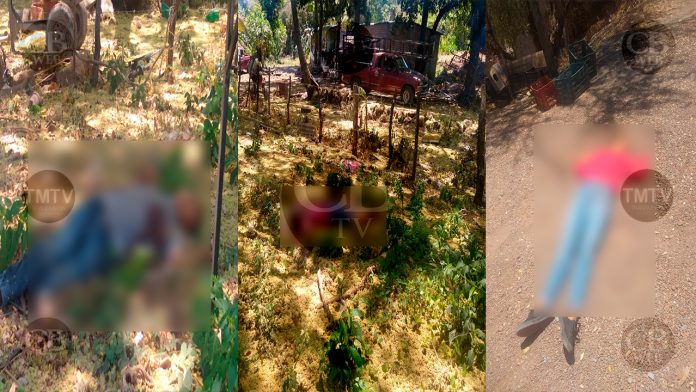 Pandas se aparean por primera vez en 10 años gracias a la cuarentena por Covid-19