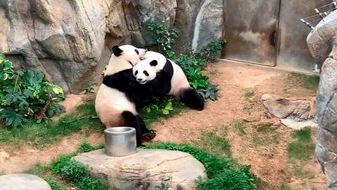 Pandas se aparean por primera vez en 10 años gracias a la cuarentena por Covid-19