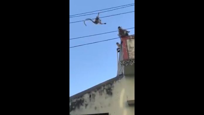 Mono pone en peligro su vida para salvar a su bebé atrapado en cables de luz
